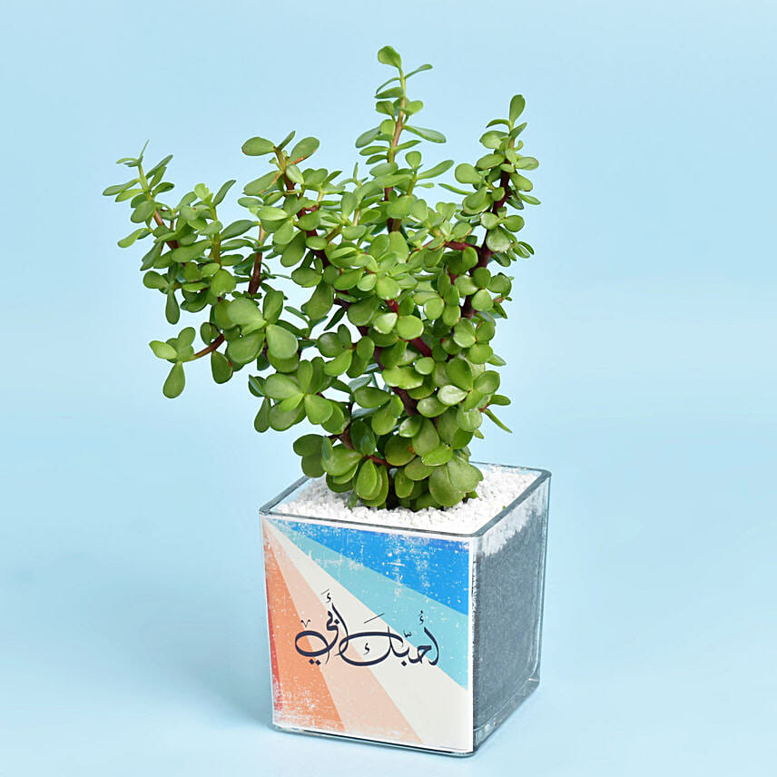 نبات اليشم الأخضر في أصيص زجاجي مخصص أنيق نبات اليشم الأخضر في أصيص زجاجي مخصص أنيق: