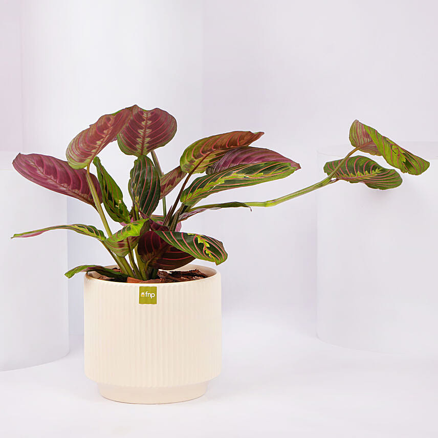Maranta Potted Plant: 