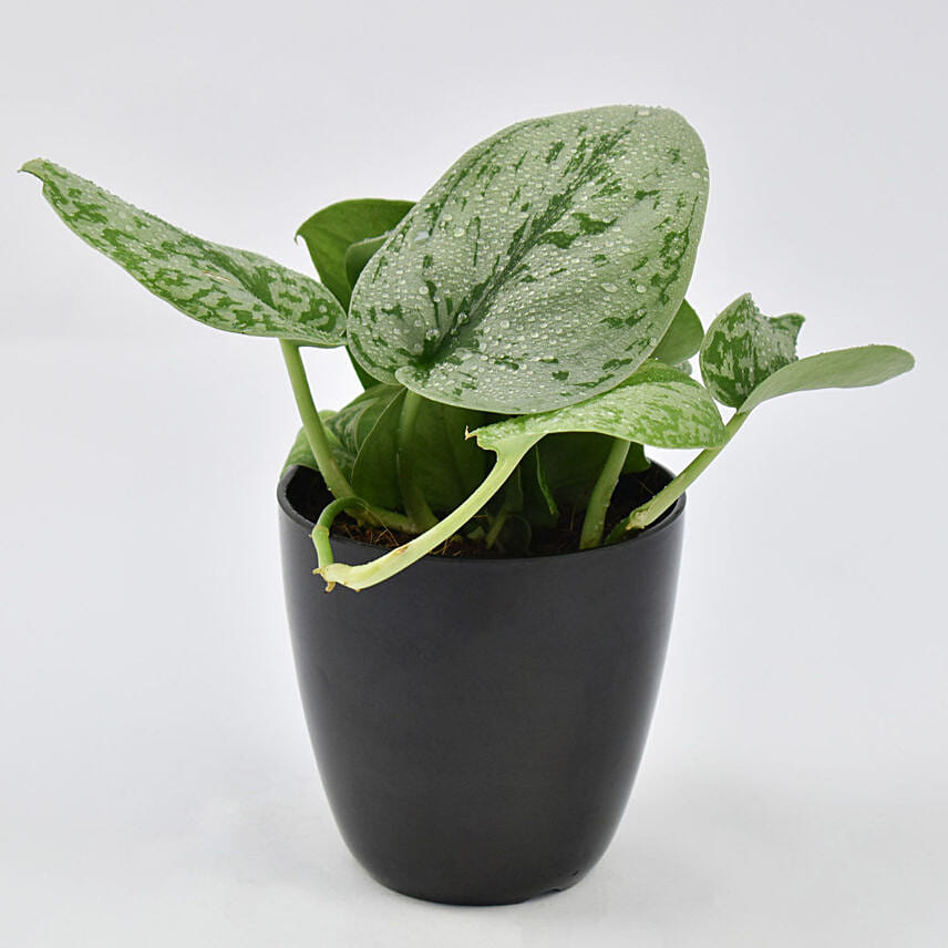 أصيص شجرة الحظ | نبات البوثوس أصيص شجرة الحظ | نبات البوثوس: نباتات المال