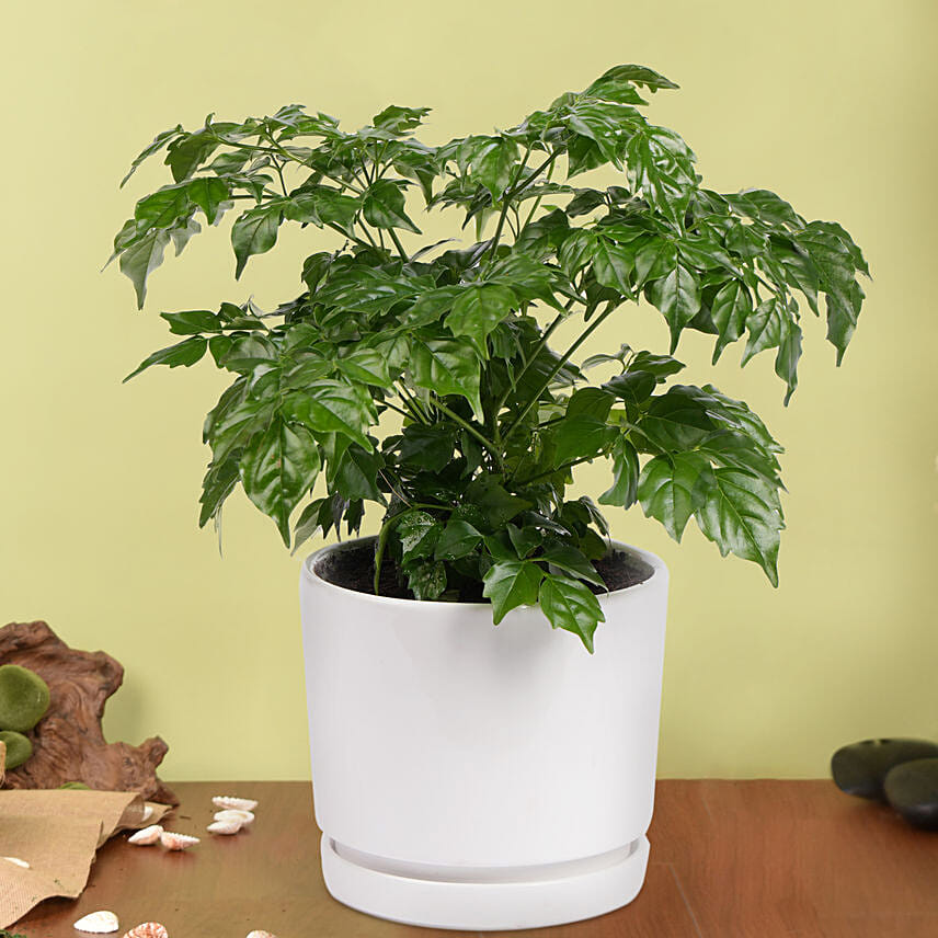 لمسة خضراء | نبات زينة راديرماشيرا: نبتة البونساي