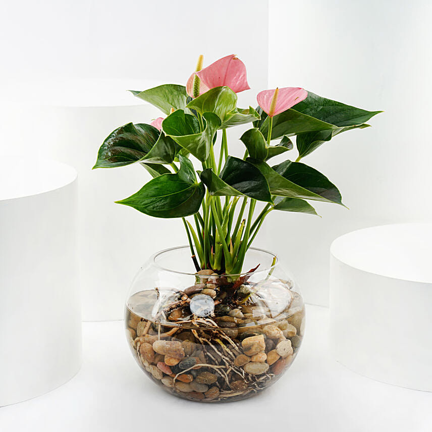 Pink Anthurium in Glass Bowl Pink Anthurium in Glass Bowl: Christmas Trees