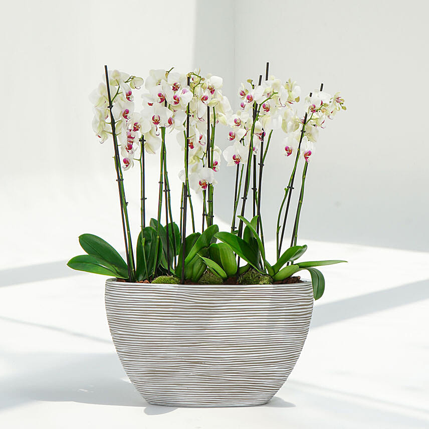 Pink Lips 16 Stems Holland Orchid in Rhythmic Rib Design Planter: Plants