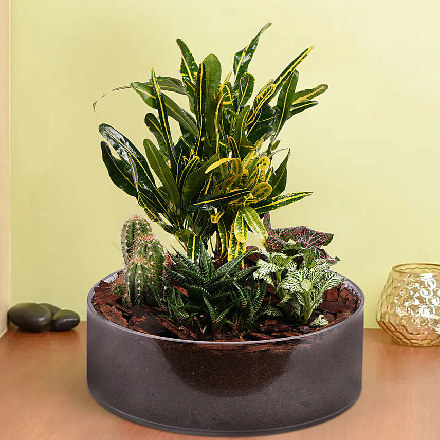 Plants Beauty Dish Garden Plants Beauty Dish Garden: Dish Gardens