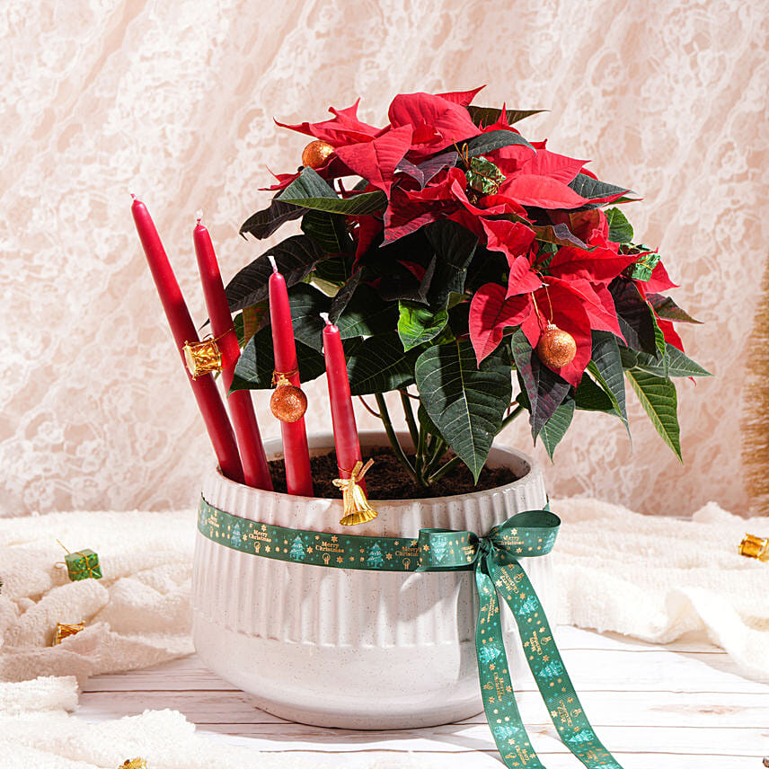 أصيص بونسيتا مزهر: نباتات البوينسيتة