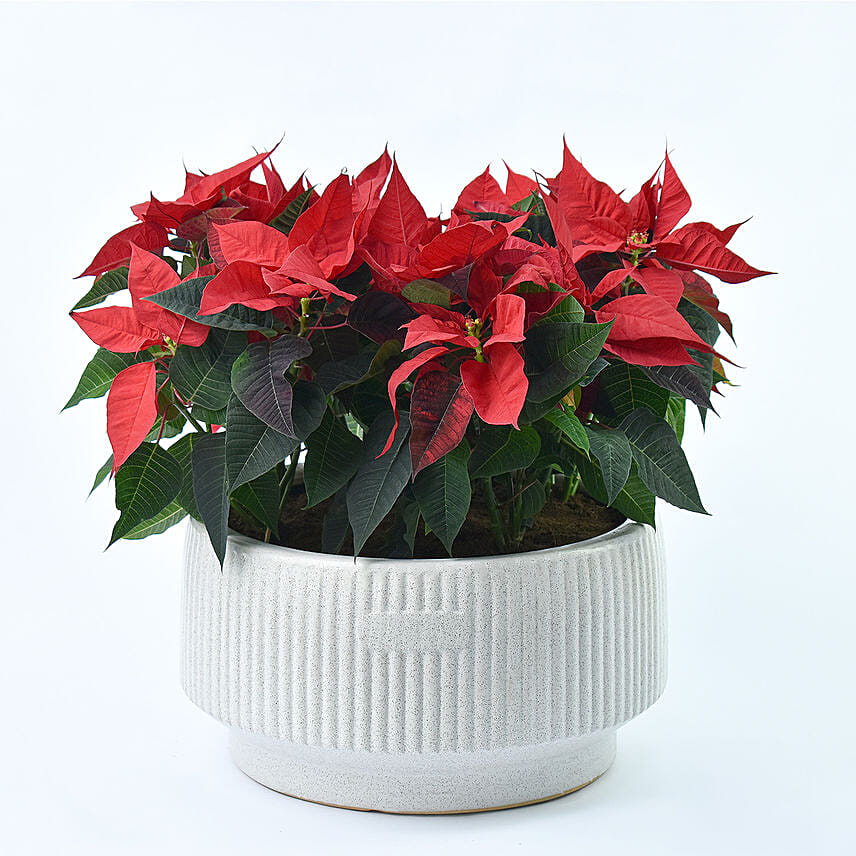 أصيص عظمة البونسيتا أصيص عظمة البونسيتا: شجرة كريسماس