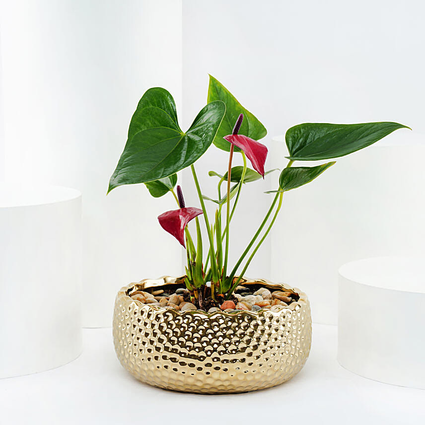 Red Anthurium Plant in Gold Pot Red Anthurium Plant in Gold Pot: Outdoor Plants