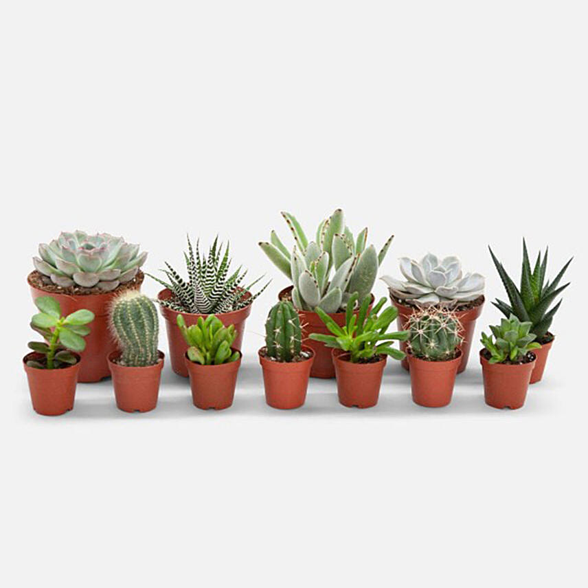 Set Of 12 Lovely Indoor Plants Set Of 12 Lovely Indoor Plants: Cactus and Succulents