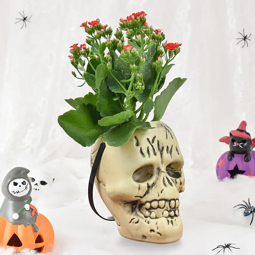 Skull Of Kalanchoe Skull Of Kalanchoe: