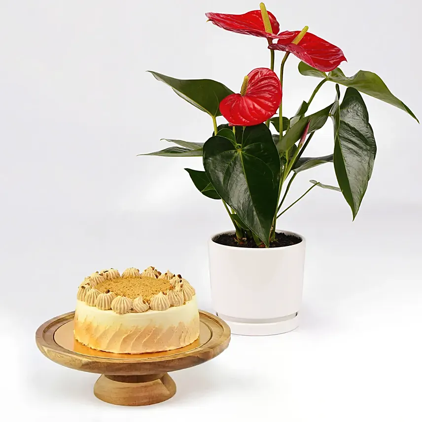 Guilt Free Butterscotch Cake and Plants: Plants Combo