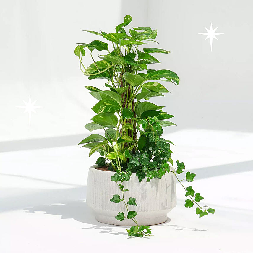 Tall Money Plant and Hedera Helix In Premium Planter Tall Money Plant and Hedera Helix In Premium Planter: Money Plants