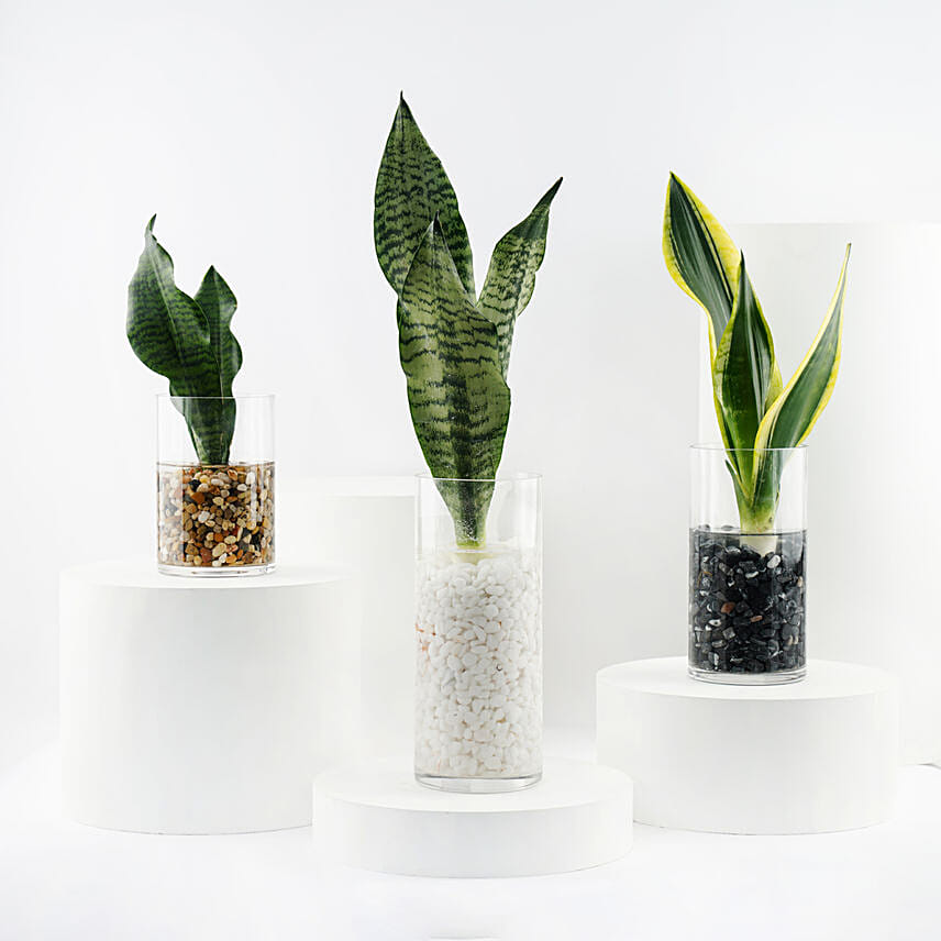 Trio of Snake Plant Air Purifying Trio of Snake Plant Air Purifying: Outdoor Plants