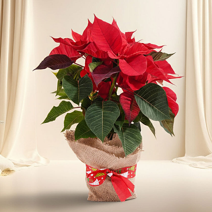 Poinsettia Plant in Natural Jute: Plants