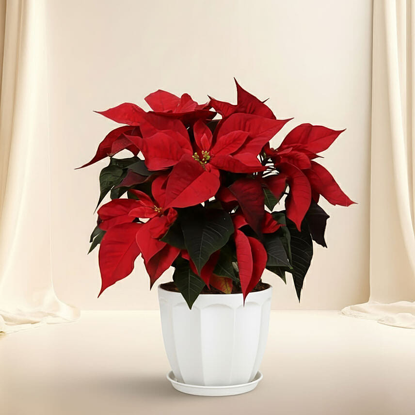 Poinsettia Plant In Ceramic Pot: Christmas Gifts for Her