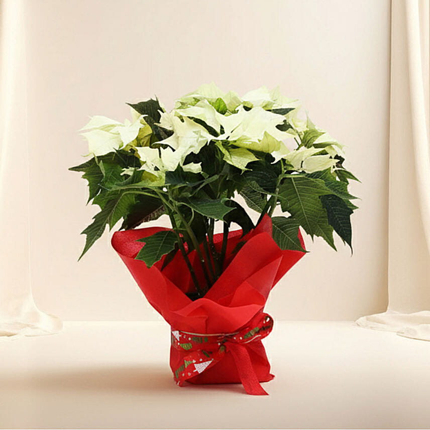 White Poinsettia Plant: Christmas Trees