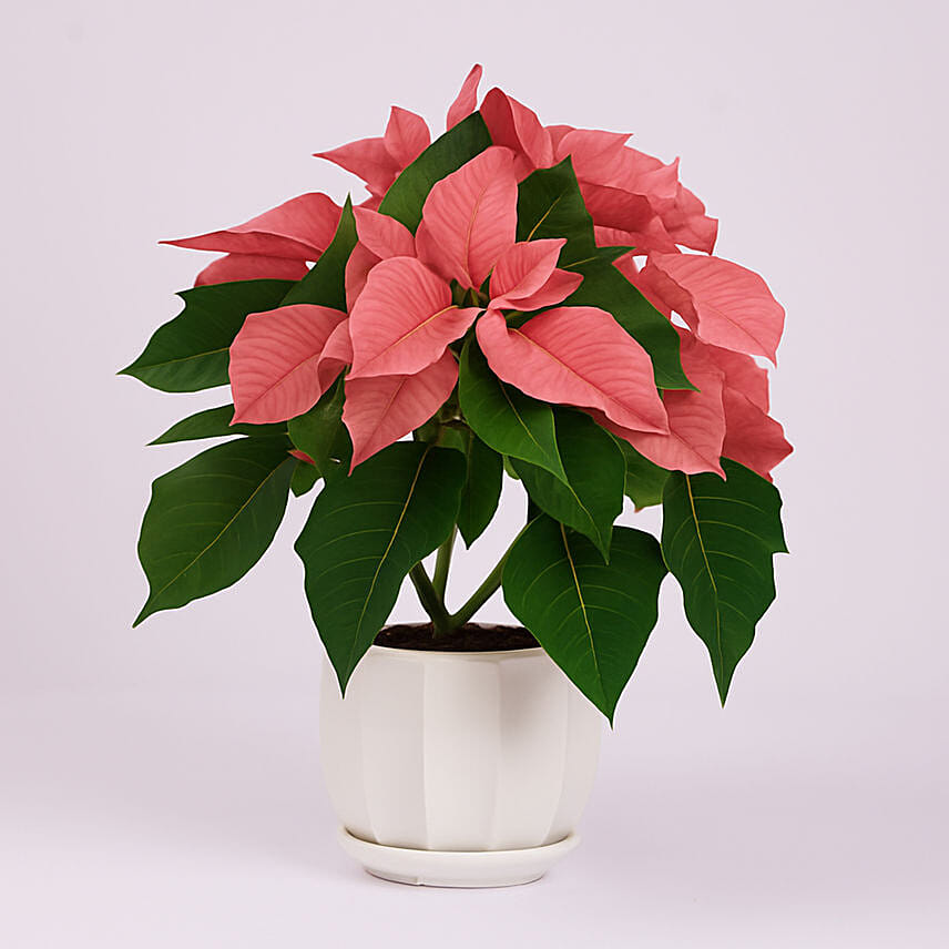 Poinsettia Plant Pink: Christmas Trees
