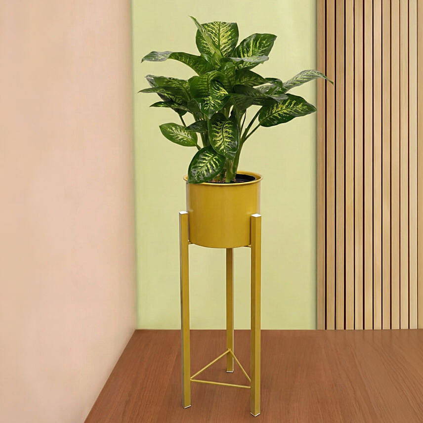 Dieffenbachia Plant in Premium Pot: Christmas Wreath