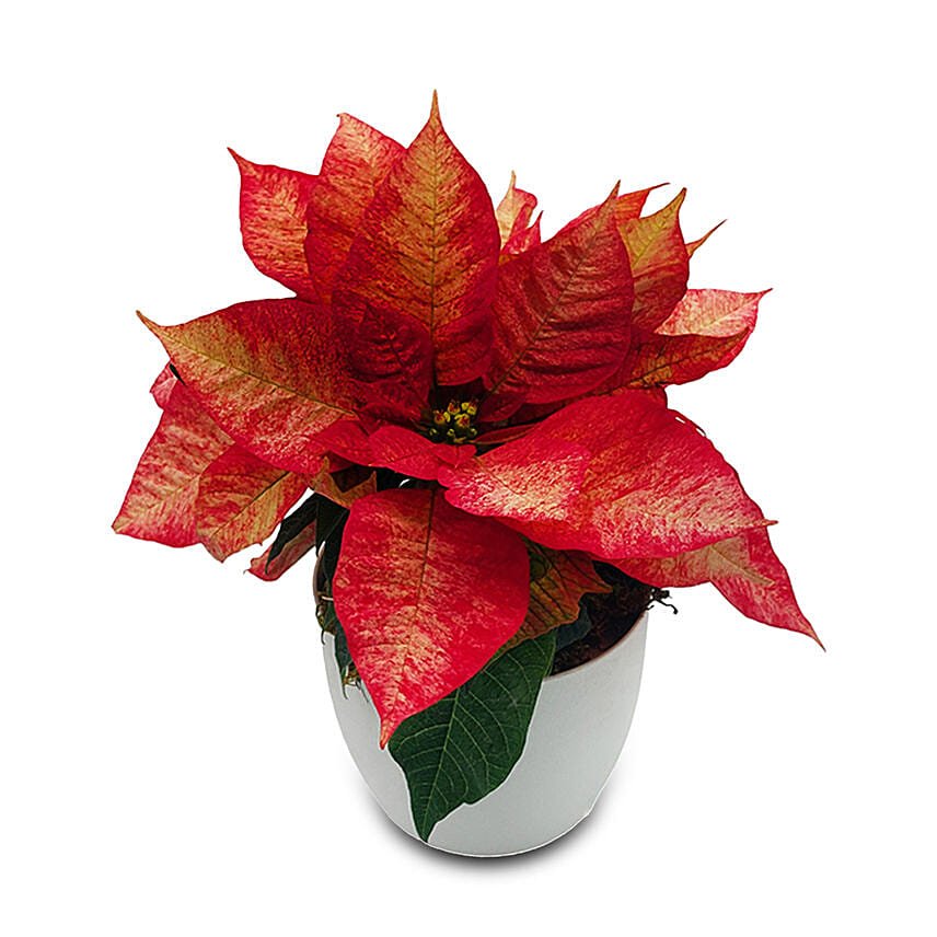 2 In 1 Poinsettia