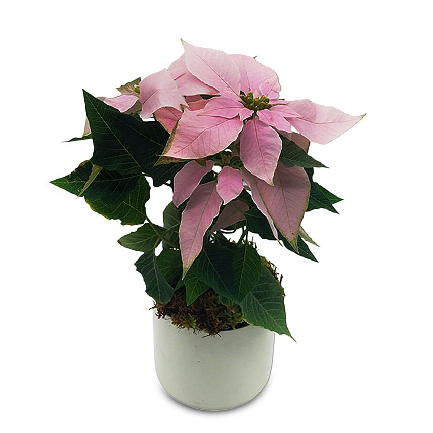 Baby Pink Poinsettia