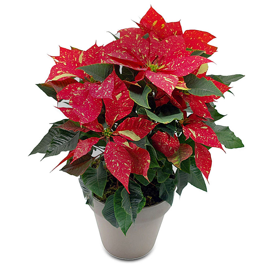 Christmas Traditional Plant