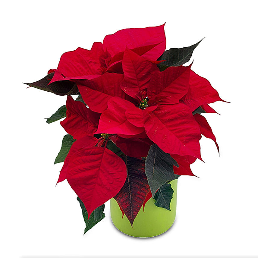 Red Classic Poinsettia