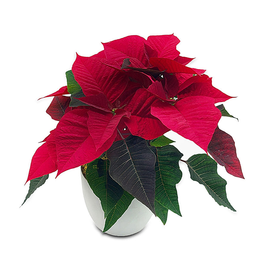 The Classic Poinsettia