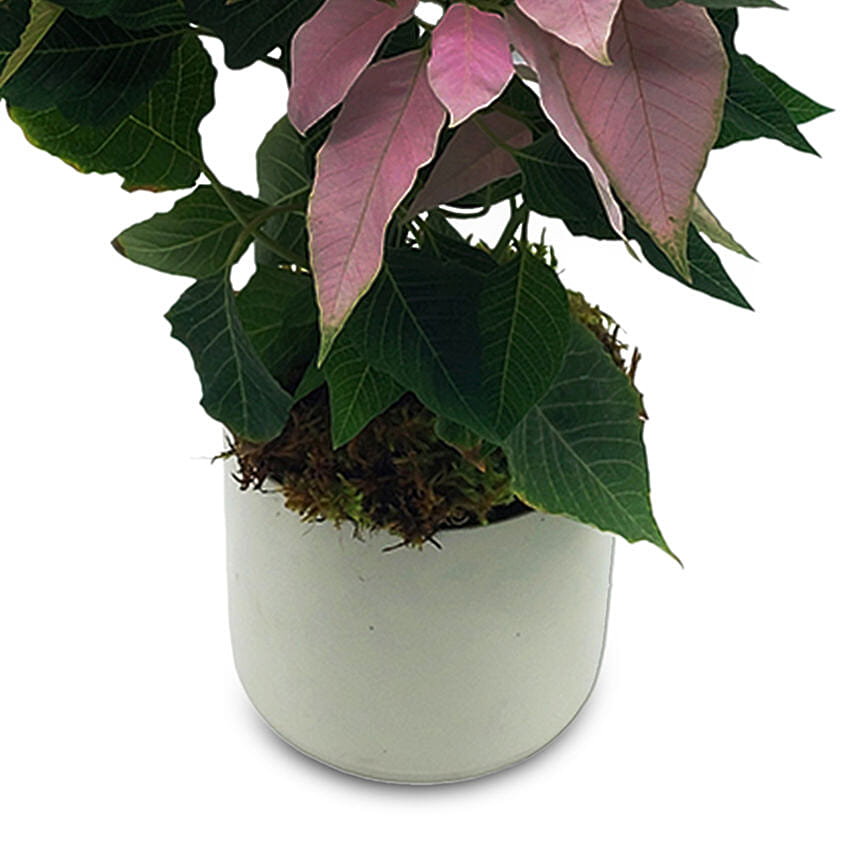 Baby Pink Poinsettia