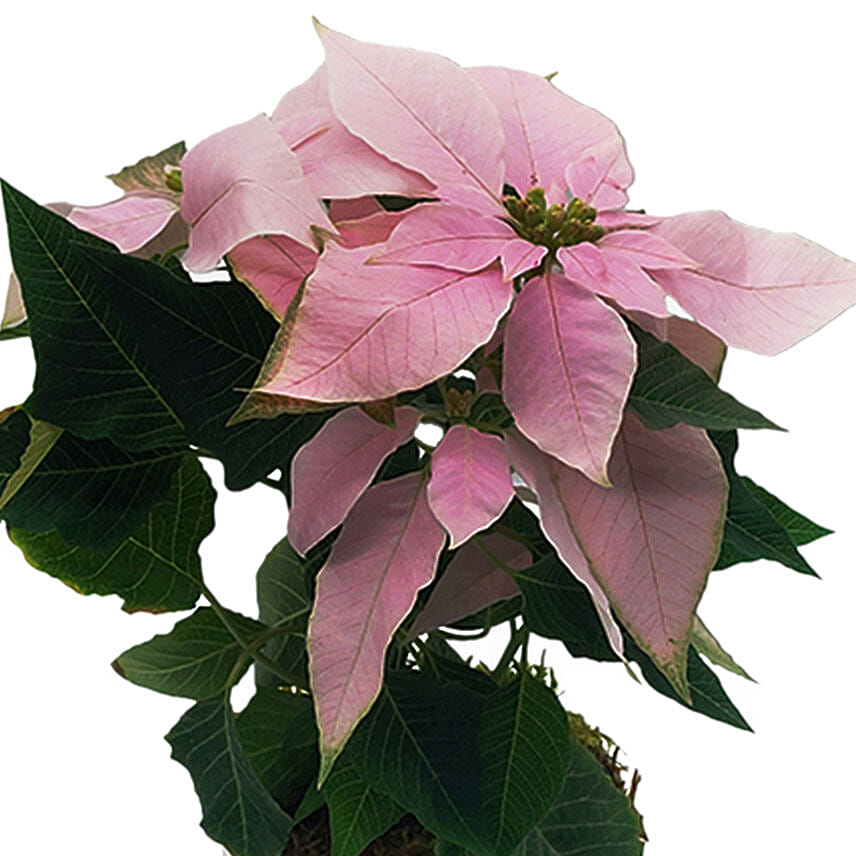 Baby Pink Poinsettia