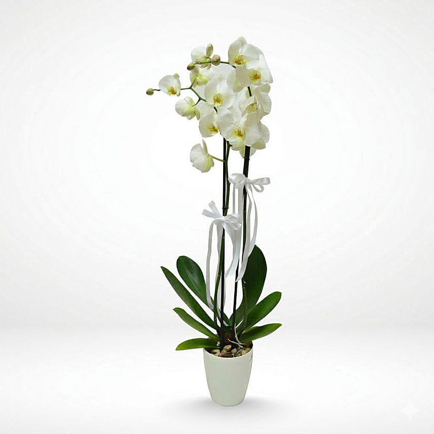 Beautiful white Phalaenopsis