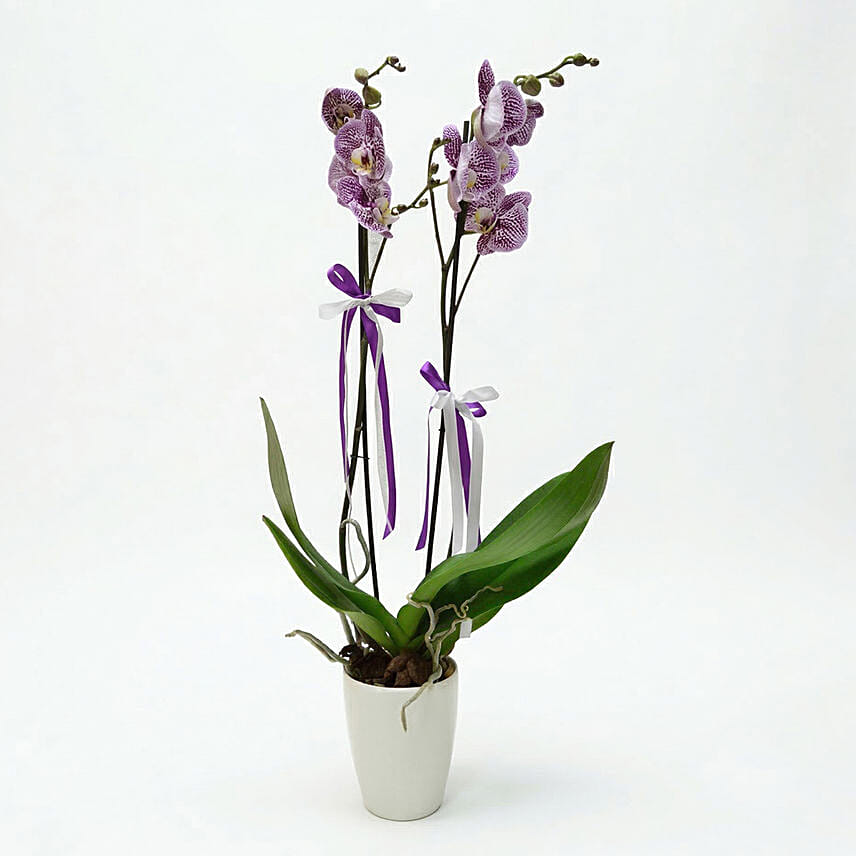 Double stemmed Orchid Plant