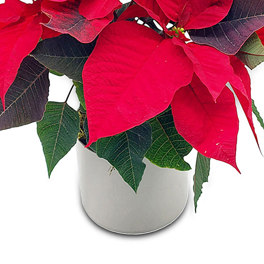 Elegant Poinsettia