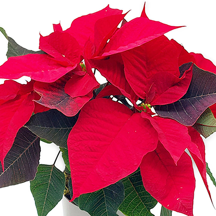 Elegant Poinsettia