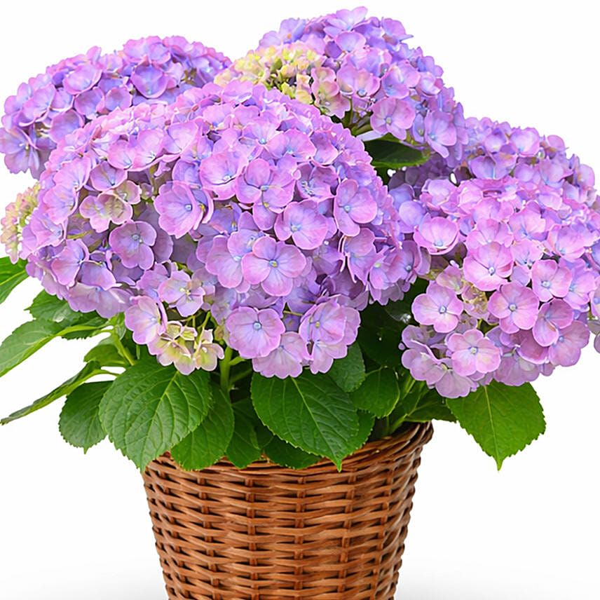 Magic Hydrangea