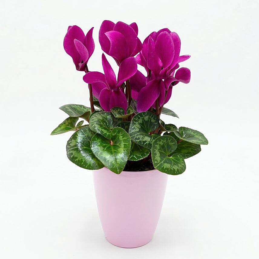 Mini Cyclamen Plant
