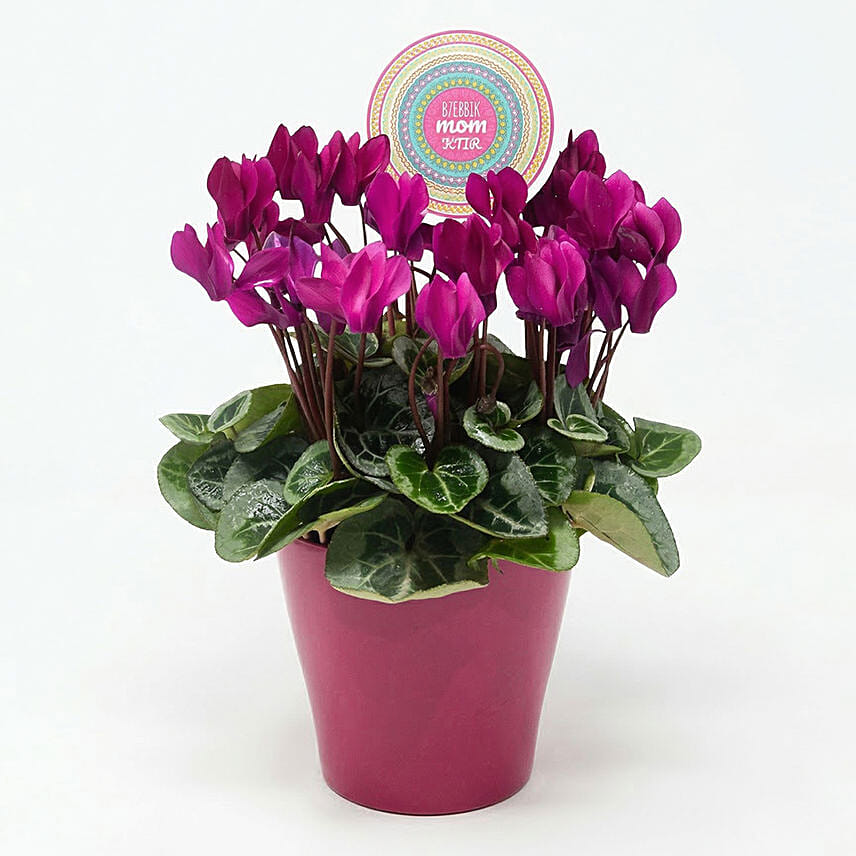 Moms Cyclamen