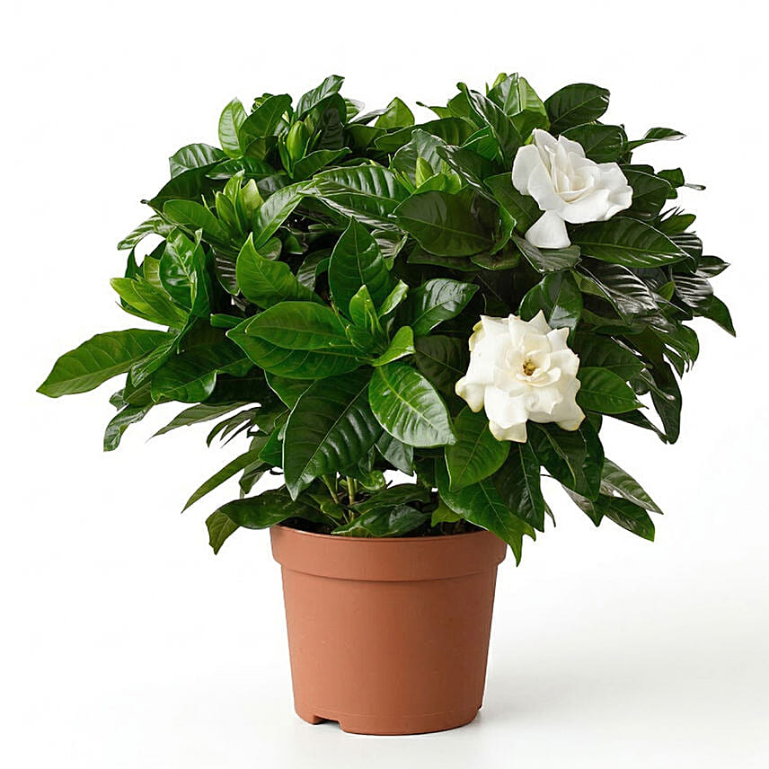 Moms Gardenia Plant