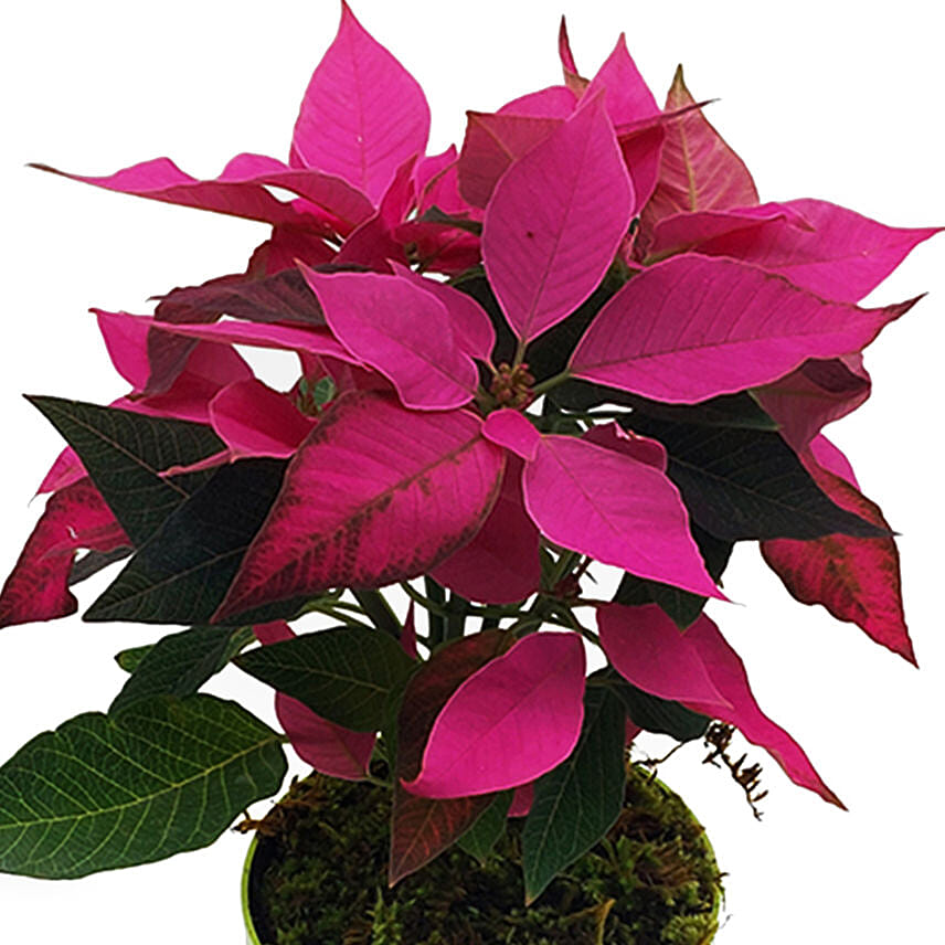 Pink Poinsettia