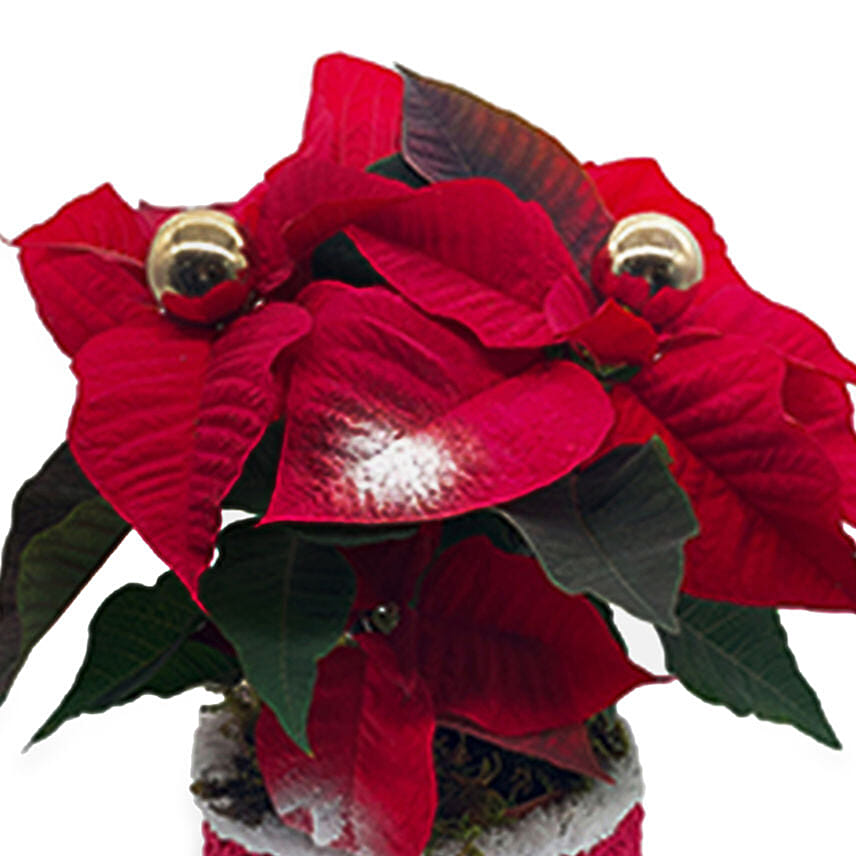 Poinsettia In A Special Pot