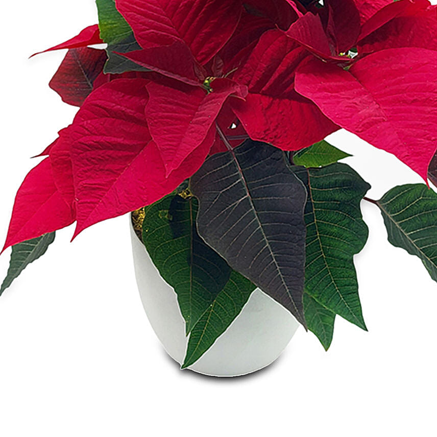 The Classic Poinsettia