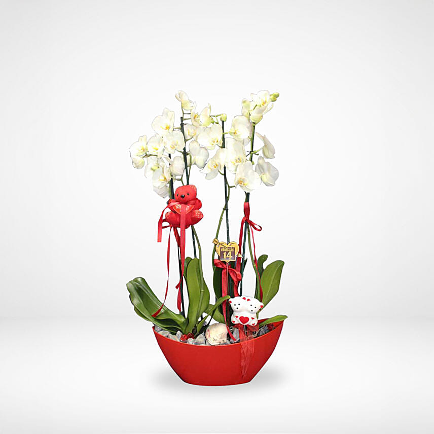 Valentines Orchids