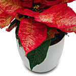 2 In 1 Poinsettia