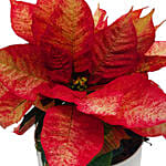 2 In 1 Poinsettia