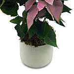 Baby Pink Poinsettia