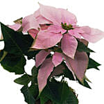 Baby Pink Poinsettia