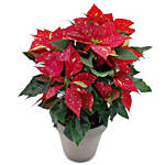 Christmas Traditional Plant