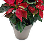 Christmas Traditional Plant