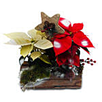 Colored Poinsettia In A Trunk