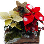 Colored Poinsettia In A Trunk