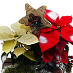 Colored Poinsettia In A Trunk