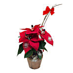 Decorated Poinsettia Pot