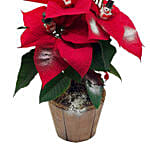 Decorated Poinsettia Pot